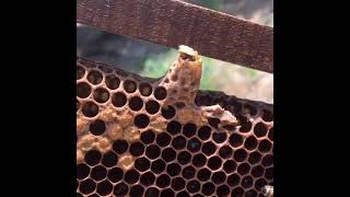 Pčela matica izlijeganje - Queen bee hatching