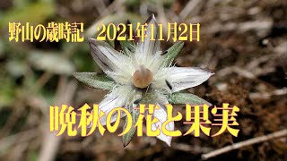 野山の歳時記　晩秋の花と果実　2021年11月2日