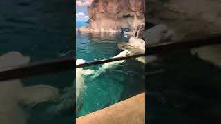 【ベルーガ】暫しの別れが切ないベルーガ  @名古屋港水族館