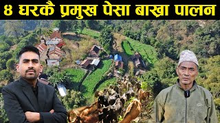 ४ घरकै प्रमुख पेसा बाख्रा पालन,टंक बहादुरले सुनाए प्रगतिका कुरा - Goat village