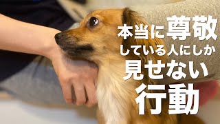 犬が心の底から尊敬している人にしか見せない行動【犬 行動 意味 信頼】