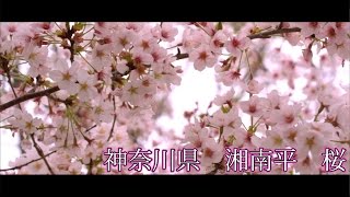 神奈川県_桜_湘南平