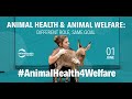 Animal health and animal welfare: different role, same goal - 01 June 2023