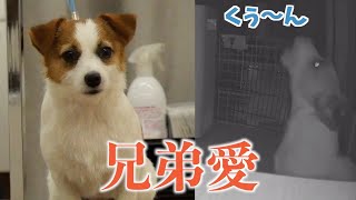 【兄弟愛】トリミングで兄犬と少し離れ離れになっただけで寂しくて泣いてた弟犬/ジャックラッセルテリア/多頭飼い