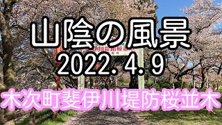 山陰の風景 島根県雲南市 斐伊川堤防桜並木