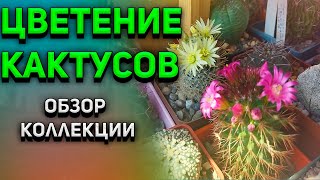 Цветение и бутонизация кактусов. Обзор моих кактусов. Уход за кактусом.