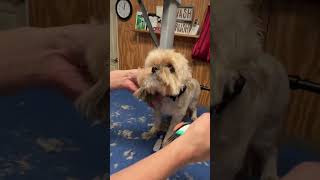 Easy Cheat Trim A Dogs Head Round