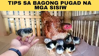 Tips sa bagong pugad na mga sisiw