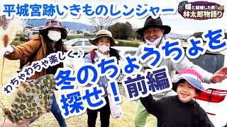 【チョウ楽しい】冬のちょうちょ観察会、平城宮跡いきものレンジャー前編！昆虫すごいぜ！蝶太郎物語りNo.257