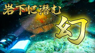 【魚突き】岩下に潜む幻の高級魚を仕留める。（サメ事件後編）