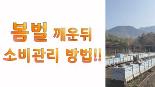 봄벌 깨우고 난 후 소비 관리방법?!