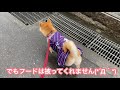 『雨の日の散歩』柴犬あずきカッパデビュー！