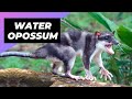 Water Opossum 🐀 One Of The Cutest And Exotic Animals In The World #shorts