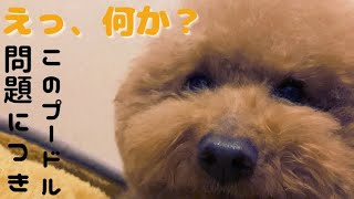 ぼんちゃん、じーちゃんは恥ずかしいよ？...〔プードル〕