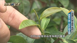 桃園四代製茶廠熬夜趕工　靠東方美人茶外銷多國 20220625【台灣向錢衝】PART4