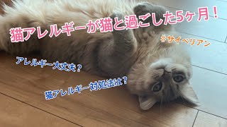 ♯21猫アレルギーが猫を飼い始めて5ヶ月！症状は？