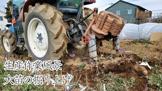 【大苗掘り上げ 生産作業風景】2025年2月中旬の記録