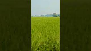 Punjab greenery (khet)