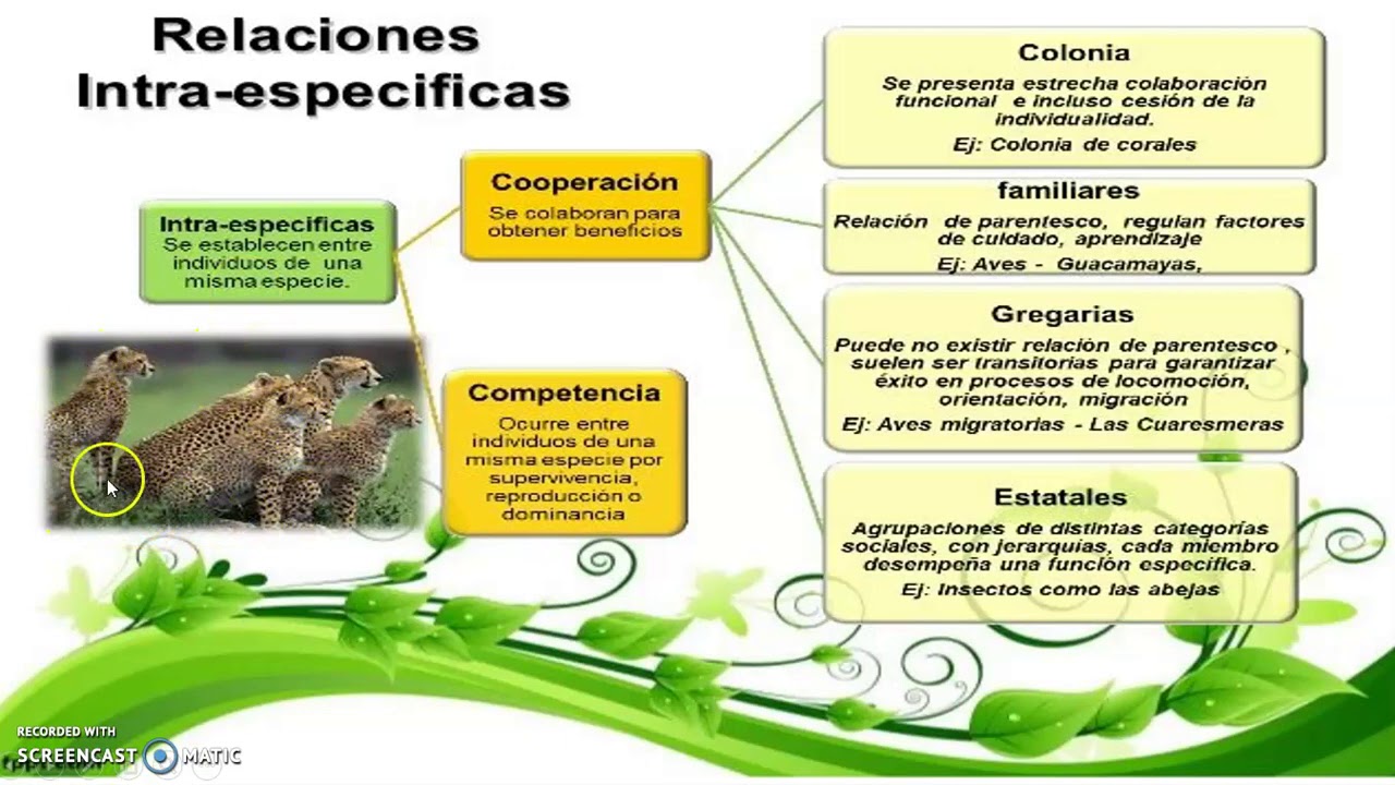 RELACIONES INTRAESPECIFICAS - YouTube