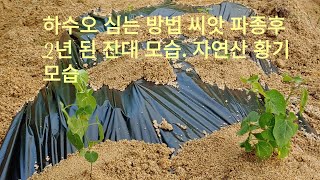 #하수오모종심는방법/ 퇴비 넣고 토양살충제 뿌리고. 2년된 잔대 모습. 자연산 황기 모습