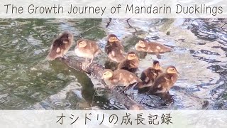 オシドリの成長記録🦆Oshidori8🦆 #mandarinduck #babyduck #オシドリ #カモ