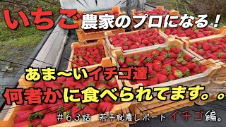 【いちごを育む男】甘いイチゴを食べる動物、害獣？それとも…｜最重要作業〜摘果、摘花〜実を１つにしてみた。｜いちご管理する農家の1日。