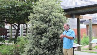 Variegated English holly (Ilex aquifolium 'Argentea Marginata') - Plant Identification