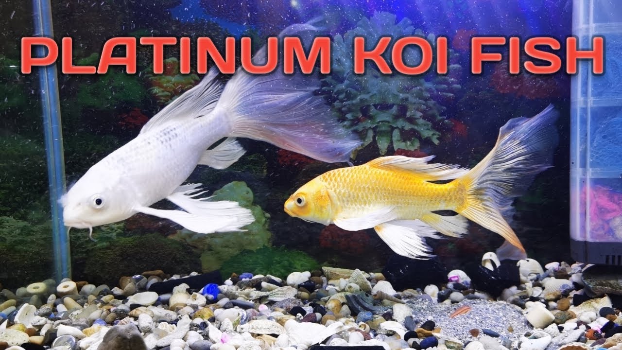 BUTTERFLY PLATINUM KOI FISH CARE TIPS - YouTube