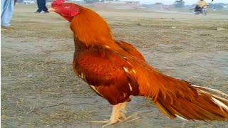 Balrampur Murga Market and Delhi Aseel Murga Market (Aseel Murga Farming).. natural creature video