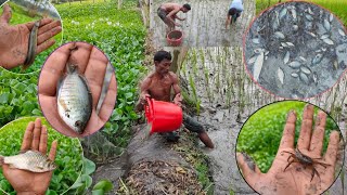 Awesome Traditional Fishing Video | Amazing Fishing in Village Paddy field | Fish Hunting |