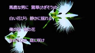 俺の花／松尾雄史　　カラオケカバー