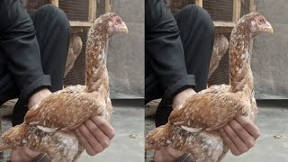 How To identify Pure Aseel Hen - Aseel Fighter Blood line Hen