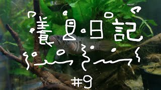 【傑姆】養魚日記#9 - 隔離囉！被毆打的雷龍魚v2 #被隔離的魚 #雷龍魚