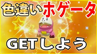 【実践付き】色違いホゲータの入手方法を解説！【ポケモンSV】