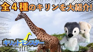 キリンは1種類ではなく4種類いるらしい【ゆっくり解説】