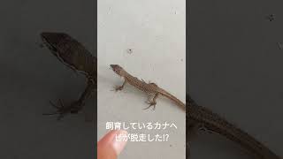 飼育しているカナヘビが脱走した!?