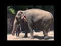 【1歳2ヶ月】1歳過ぎてから動物ブームきた【金沢動物園】 神奈川の避暑地？！ コアラのジャンプ必見