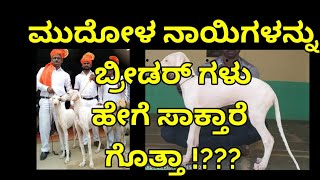 ನಾನು ಮುಂಚೆ ಹೇಳಿದೆಲ್ಲಾ ಉಲ್ಟಾ ಆಗಿದೆ ಇಲ್ಲಿ ??? ಮುಧೋಳ ನಾಯಿ ಸಾಕುವುದು ಹೇಗೆ | HOW TO CARE MUDHOL HOUND