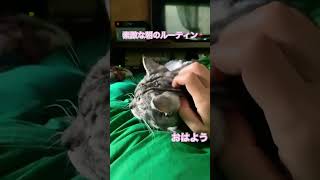 起こしにくる猫が可愛すぎます❗️#二代目マック #猫