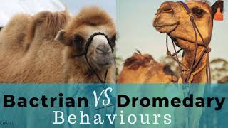 Bactrian Vs Dromedary Camel Behaviours