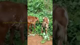 2വയസ്സ് ആയ മുട്ടൻ ആടിന് എന്ത് വില കിട്ടും 🐑#goatfarming