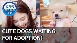 Cute dogs waiting for adoption! [Dogs are incredible/ENG/2020.07.29]