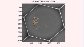 Multi-Target Tracking - Live Cell Tracking