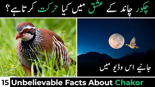 Chakor Chand Kay Ishq Main Kiya Karta Hay | Facts and Myths about Chakor |15 Chakor Facts