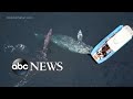 Dolphin delights boaters off California coast