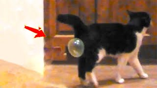 Try Not To Laugh | Funniest Cat Videos In The World | Funny Animal Videos #91
