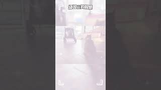 緬因貓的報恩vs黃金獵犬/鹿和訓犬學校/中部鹿和狗狗專屬旅館住宿服務