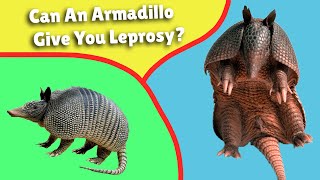 Can An Armadillo Give You Leprosy?