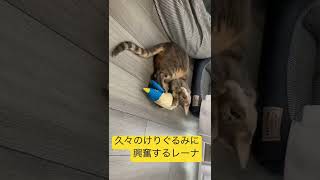 猫がけりぐるみを蹴るだけの動画