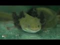 the insane biology of the axolotl